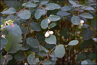 27 сентябрь 2018 г., Барнаул   Осенние краски бабьего лета в Барнауле