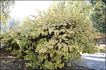 27 сентябрь 2018 г., Барнаул   Осенние краски бабьего лета в Барнауле