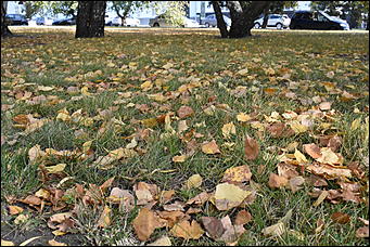 27 сентябрь 2018 г., Барнаул   Осенние краски бабьего лета в Барнауле