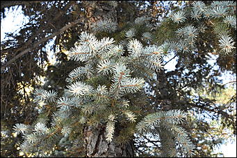 27 сентябрь 2018 г., Барнаул   Осенние краски бабьего лета в Барнауле