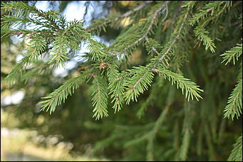 27 сентябрь 2018 г., Барнаул   Осенние краски бабьего лета в Барнауле