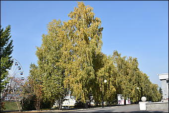 27 сентябрь 2018 г., Барнаул   Осенние краски бабьего лета в Барнауле