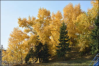 27 сентябрь 2018 г., Барнаул   Осенние краски бабьего лета в Барнауле