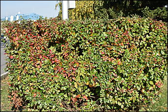 27 сентябрь 2018 г., Барнаул   Осенние краски бабьего лета в Барнауле