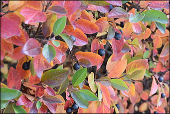 27 сентябрь 2018 г., Барнаул   Осенние краски бабьего лета в Барнауле