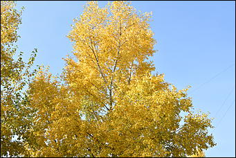 27 сентябрь 2018 г., Барнаул   Осенние краски бабьего лета в Барнауле