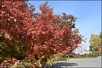 27 сентябрь 2018 г., Барнаул   Осенние краски бабьего лета в Барнауле