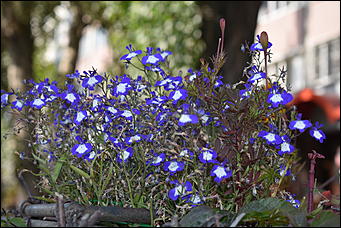 27 сентябрь 2018 г., Барнаул   Осенние краски бабьего лета в Барнауле