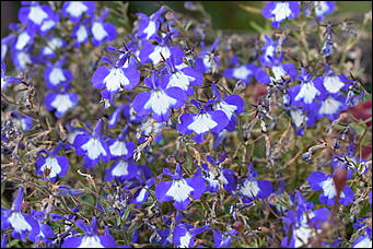 27 сентябрь 2018 г., Барнаул   Осенние краски бабьего лета в Барнауле