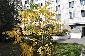 27 сентябрь 2018 г., Барнаул   Осенние краски бабьего лета в Барнауле