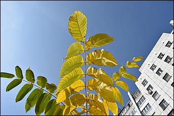 27 сентябрь 2018 г., Барнаул   Осенние краски бабьего лета в Барнауле