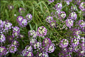 27 сентябрь 2018 г., Барнаул   Осенние краски бабьего лета в Барнауле