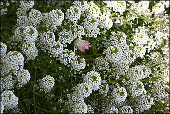 27 сентябрь 2018 г., Барнаул   Осенние краски бабьего лета в Барнауле