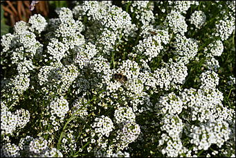 27 сентябрь 2018 г., Барнаул   Осенние краски бабьего лета в Барнауле