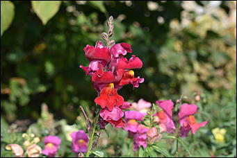 27 сентябрь 2018 г., Барнаул   Осенние краски бабьего лета в Барнауле