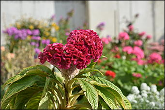 27 сентябрь 2018 г., Барнаул   Осенние краски бабьего лета в Барнауле