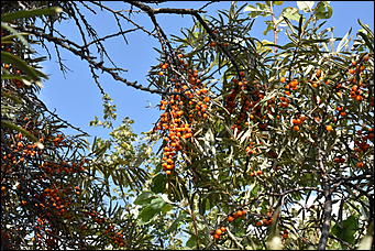 27 сентябрь 2018 г., Барнаул   Осенние краски бабьего лета в Барнауле