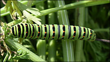 27 сентябрь 2018 г., Барнаул   Осенние краски бабьего лета в Барнауле