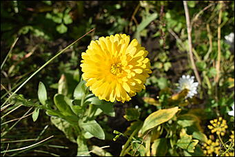 27 сентябрь 2018 г., Барнаул   Осенние краски бабьего лета в Барнауле
