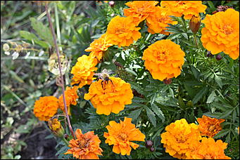 27 сентябрь 2018 г., Барнаул   Осенние краски бабьего лета в Барнауле