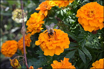 27 сентябрь 2018 г., Барнаул   Осенние краски бабьего лета в Барнауле