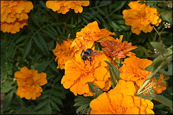 27 сентябрь 2018 г., Барнаул   Осенние краски бабьего лета в Барнауле