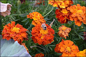 27 сентябрь 2018 г., Барнаул   Осенние краски бабьего лета в Барнауле