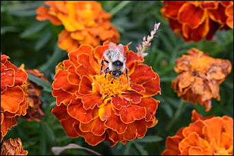 27 сентябрь 2018 г., Барнаул   Осенние краски бабьего лета в Барнауле