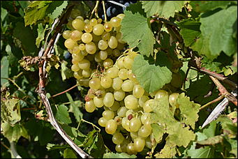 27 сентябрь 2018 г., Барнаул   Осенние краски бабьего лета в Барнауле