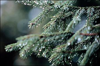 8 сентября 2019 г., Барнаул. Екатерина Смолихина   Ну, здравствуй, осень! Промозглый и очаровательный фоторепортаж с улочек Барнаула