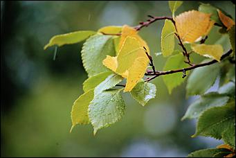 8 сентября 2019 г., Барнаул. Екатерина Смолихина   Ну, здравствуй, осень! Промозглый и очаровательный фоторепортаж с улочек Барнаула