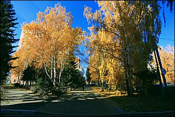 20 октября 2021 г., Барнаул. Екатерина Смолихина   Золотая осень, золотая. Октябрьское бабье лето в Барнауле