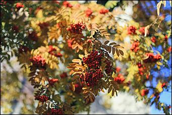 20 октября 2021 г., Барнаул. Екатерина Смолихина   Золотая осень, золотая. Октябрьское бабье лето в Барнауле