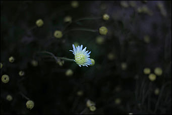 20 октября 2021 г., Барнаул. Екатерина Смолихина   Золотая осень, золотая. Октябрьское бабье лето в Барнауле