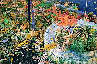 20 октября 2021 г., Барнаул. Екатерина Смолихина   Золотая осень, золотая. Октябрьское бабье лето в Барнауле