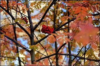 20 октября 2021 г., Барнаул. Екатерина Смолихина   Золотая осень, золотая. Октябрьское бабье лето в Барнауле