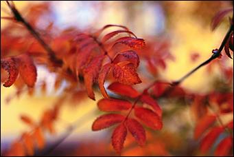 20 октября 2021 г., Барнаул. Екатерина Смолихина   Золотая осень, золотая. Октябрьское бабье лето в Барнауле