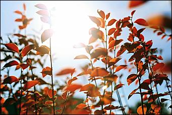 20 октября 2021 г., Барнаул. Екатерина Смолихина   Золотая осень, золотая. Октябрьское бабье лето в Барнауле