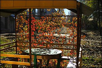 20 октября 2021 г., Барнаул. Екатерина Смолихина   Золотая осень, золотая. Октябрьское бабье лето в Барнауле