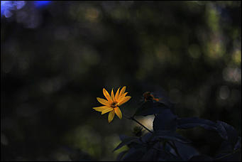 20 октября 2021 г., Барнаул. Екатерина Смолихина   Золотая осень, золотая. Октябрьское бабье лето в Барнауле