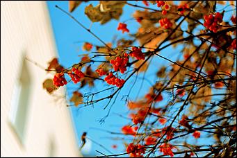 20 октября 2021 г., Барнаул. Екатерина Смолихина   Золотая осень, золотая. Октябрьское бабье лето в Барнауле