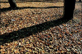 20 октября 2021 г., Барнаул. Екатерина Смолихина   Золотая осень, золотая. Октябрьское бабье лето в Барнауле