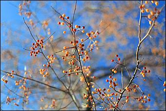 20 октября 2021 г., Барнаул. Екатерина Смолихина   Золотая осень, золотая. Октябрьское бабье лето в Барнауле