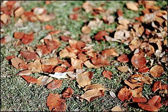 20 октября 2021 г., Барнаул. Екатерина Смолихина   Золотая осень, золотая. Октябрьское бабье лето в Барнауле