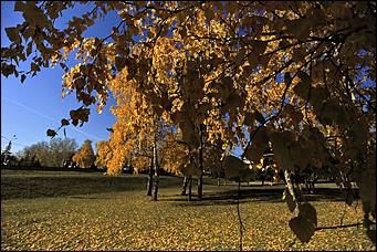 20 октября 2021 г., Барнаул. Екатерина Смолихина   Золотая осень, золотая. Октябрьское бабье лето в Барнауле