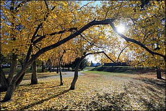 20 октября 2021 г., Барнаул. Екатерина Смолихина   Золотая осень, золотая. Октябрьское бабье лето в Барнауле