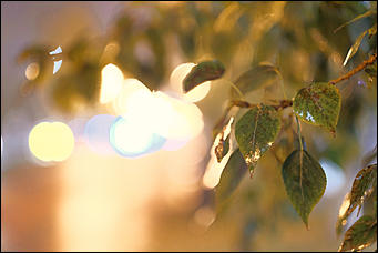13 октябрь 2020 г., Барнаул   Желтый лоск ночного проспекта. Краски вечернего Барнаула в осенний дождь
