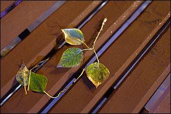 13 октябрь 2020 г., Барнаул   Желтый лоск ночного проспекта. Краски вечернего Барнаула в осенний дождь