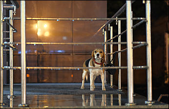 13 октябрь 2020 г., Барнаул   Желтый лоск ночного проспекта. Краски вечернего Барнаула в осенний дождь