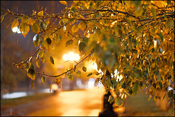 13 октябрь 2020 г., Барнаул   Желтый лоск ночного проспекта. Краски вечернего Барнаула в осенний дождь